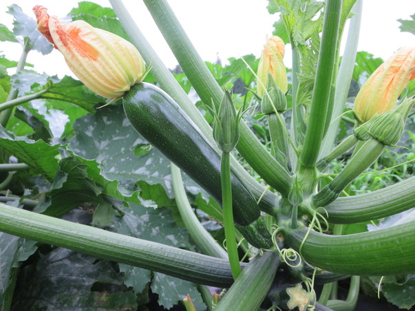 旬の食材『ズッキーニ』＜日光の野菜＞