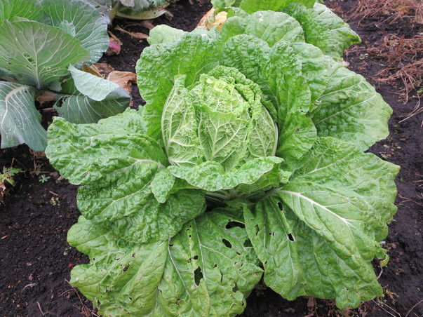 旬の食材『白菜』＜日光の野菜＞
