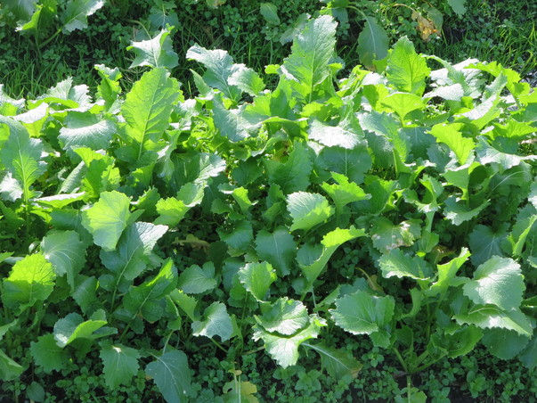旬の食材『野口菜』＜日光の野菜＞