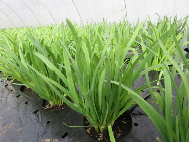 旬の食材『にら』＜日光の野菜＞