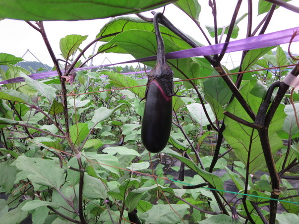 旬の食材『なす』〈日光の食材〉