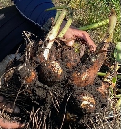 旬の食材『さといも』〈日光の野菜〉