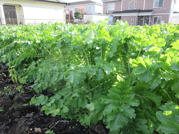 旬の食材『大根』〈日光の野菜〉