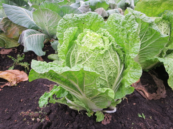 旬の食材『白菜』〈日光の野菜〉