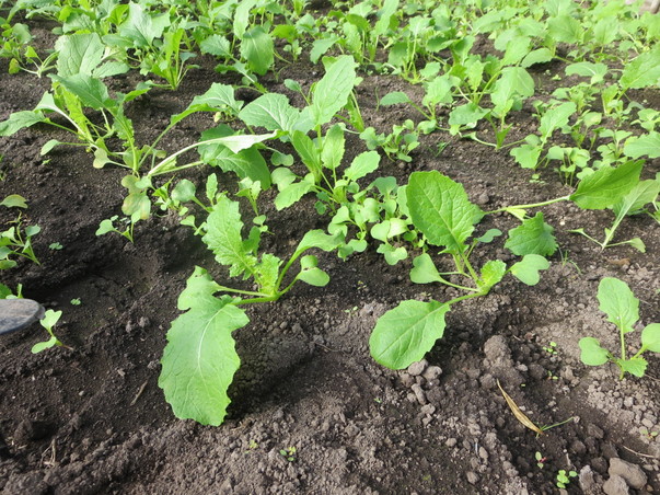 旬の食材『野口菜』〈日光の野菜〉