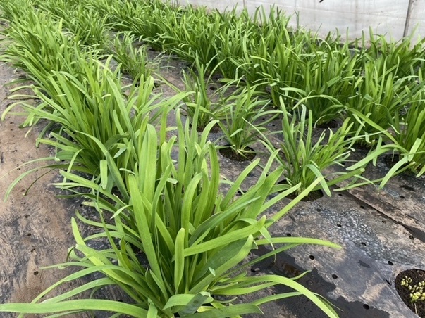 旬の食材『にら』〈日光の野菜〉