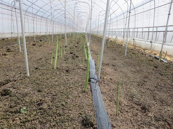 旬の食材『アスパラガス』〈日光の野菜〉