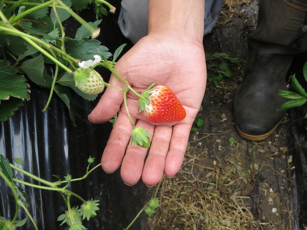 旬の食材『いちご』〈日光の野菜〉