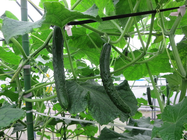 旬の食材『きゅうり』〈日光の野菜〉