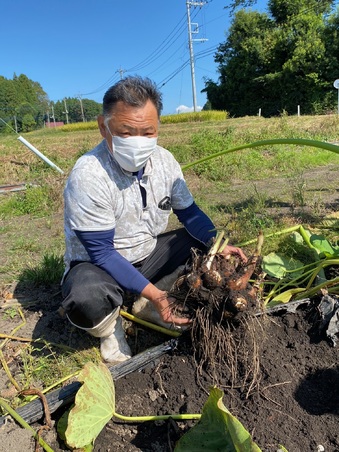 旬の食材『さといも』〈日光の野菜〉
