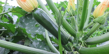 旬の食材『ズッキーニ』＜日光の野菜＞