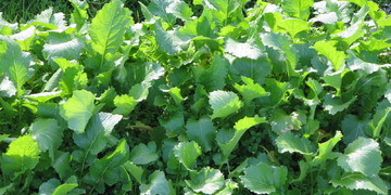 旬の食材『野口菜』＜日光の野菜＞