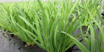 旬の食材『にら』＜日光の野菜＞