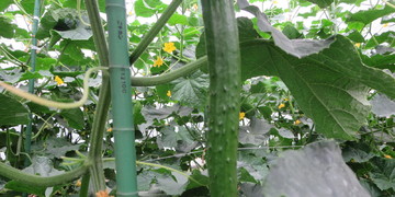 旬の食材『きゅうり』〈日光の食材〉