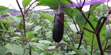 旬の食材『なす』〈日光の食材〉