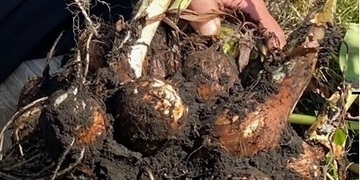 旬の食材『さといも』〈日光の野菜〉