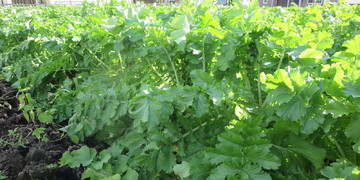 旬の食材『大根』〈日光の野菜〉