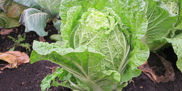 旬の食材『白菜』〈日光の野菜〉