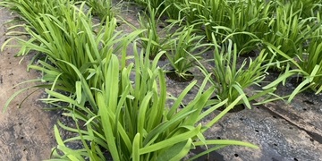 旬の食材『にら』〈日光の野菜〉