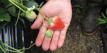 旬の食材『いちご』〈日光の野菜〉