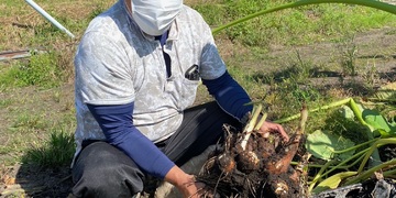 旬の食材『さといも』〈日光の野菜〉