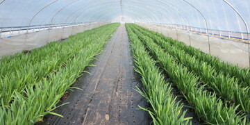 旬の食材『にら』〈日光の野菜〉