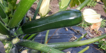 旬の食材『ズッキーニ』〈日光の野菜〉