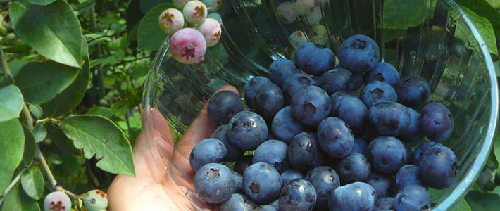 日光ブルーベリー園 （鈴木園芸）