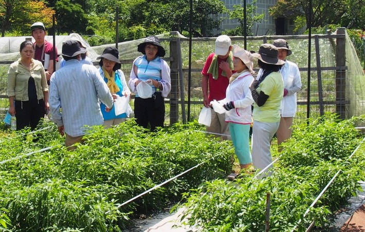 日光とうがらしを使った瓶詰め、夏いちごを使ったジャム作り　山久保地区活性化組合