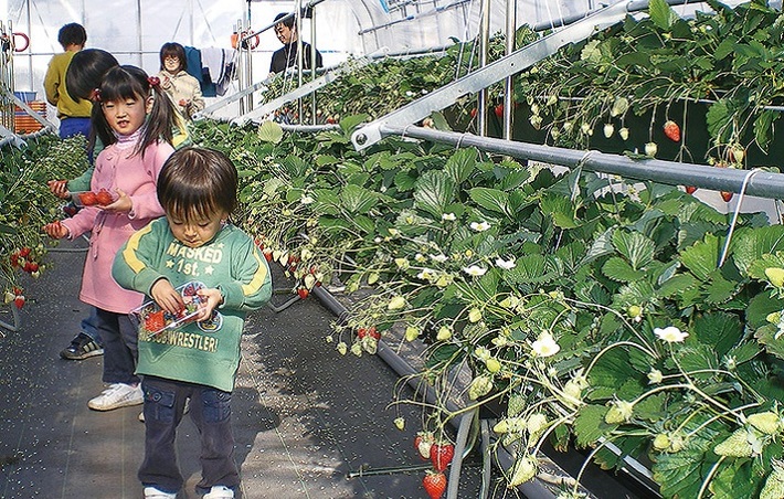 いちご狩り体験　日光ストロベリーパーク