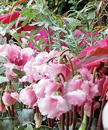 ブルーベリー食べ放題、シクラメン栽培見学 鈴木園芸