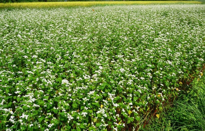 そば処　水無湧水庵