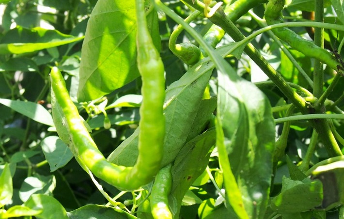 日光とうがらしを使った瓶詰め、夏いちごを使ったジャム作り　山久保地区活性化組合